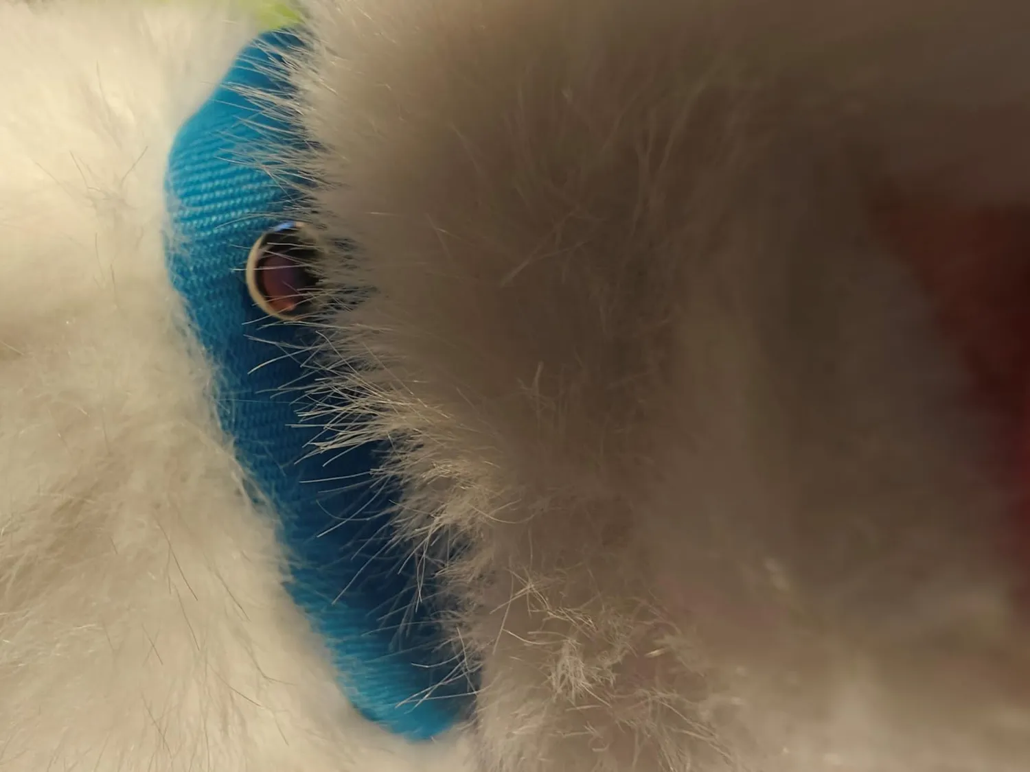 Or Or Tu gatto peluche elettronico con guinzaglio